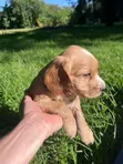 Male Purebred Cocker Spaniel Puppy - 1