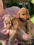 Male Purebred Cocker Spaniel Puppy - 2