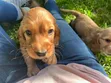 Male Purebred Cocker Spaniel Puppy - 3