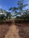 8 Acres Land with Houses, Solar, Wind, Fruit Park - Kijundu - 3