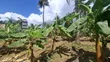 1 Hectare Fenced Plot for Rent in Salasala - 3