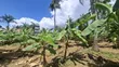 1 Hectare Fenced Plot for Rent in Salasala - 4