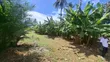 1 Hectare Fenced Plot for Rent in Salasala - 5