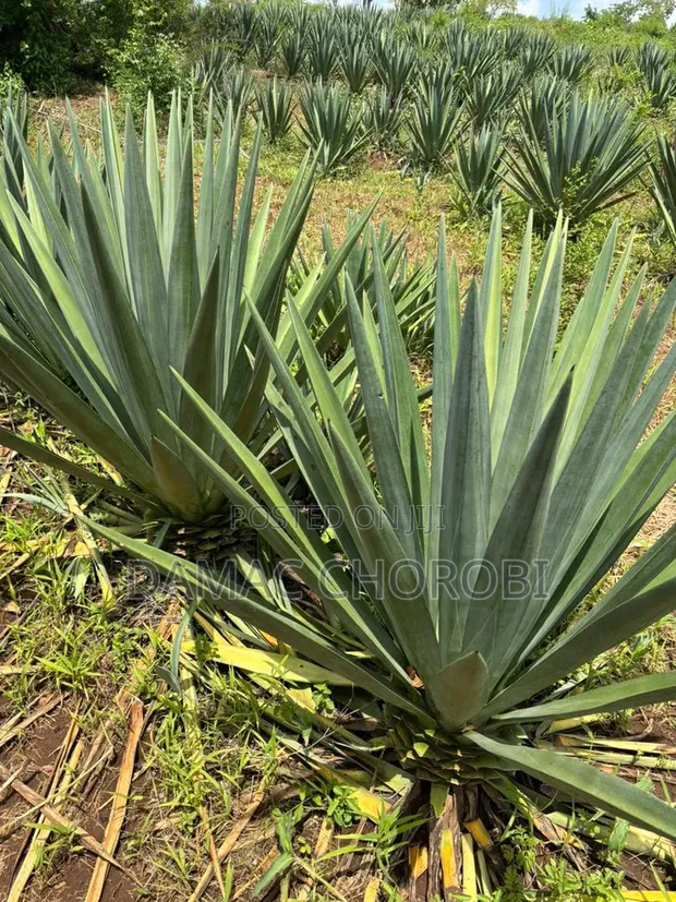 30 Acre Sisal Farm for Sale in Mkata, Tanga - 1