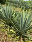 30 Acre Sisal Farm for Sale in Mkata, Tanga - 1