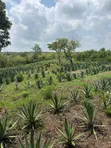 30 Acre Sisal Farm for Sale in Mkata, Tanga - 2