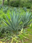 30 Acre Sisal Farm for Sale in Mkata, Tanga - 3
