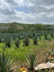 30 Acre Sisal Farm for Sale in Mkata, Tanga - 4