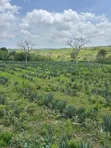30 Acre Sisal Farm for Sale in Mkata, Tanga - 5