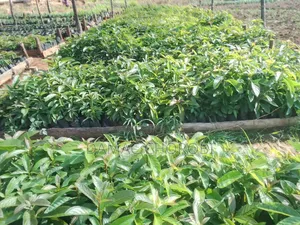 Large Agricultural Farms for Sale, Iringa Region