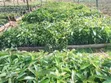 Large Agricultural Farms for Sale, Iringa Region - 1