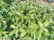 Large Agricultural Farms for Sale, Iringa Region - 2