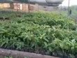 Large Agricultural Farms for Sale, Iringa Region - 3