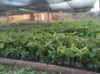 Large Agricultural Farms for Sale, Iringa Region - 4