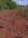 Mashamba Makubwa Kirwa Road Yanauzwa - Tayari kwa Kumwagilia - 2