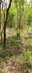 Mashamba Makubwa Kirwa Road Yanauzwa - Tayari kwa Kumwagilia - 4