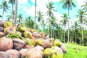 Coconut Farm for Sale - Minaz Beach