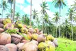 Coconut Farm for Sale - Minaz Beach - 1