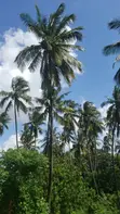 Coconut Farm for Sale - Minaz Beach - 2