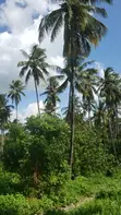 Coconut Farm for Sale - Minaz Beach - 3
