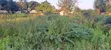 Yard for Rent - Boko Chama - 1