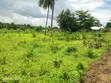 Land Plot for Sale - Mabwepande Manzese - 5