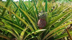 10 Acres Farm with 2 Modern Houses for Sale, Kiwangwa Bagamoyo