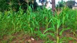10 Acres Farm with 2 Modern Houses for Sale, Kiwangwa Bagamoyo - 4
