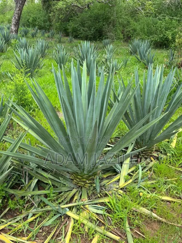 30 Acres Sisal Farm for Sale in Mkata - 1