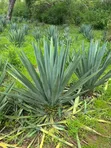 30 Acres Sisal Farm for Sale in Mkata - 1