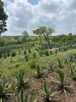 30 Acres Sisal Farm for Sale in Mkata - 2
