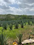 30 Acres Sisal Farm for Sale in Mkata - 5