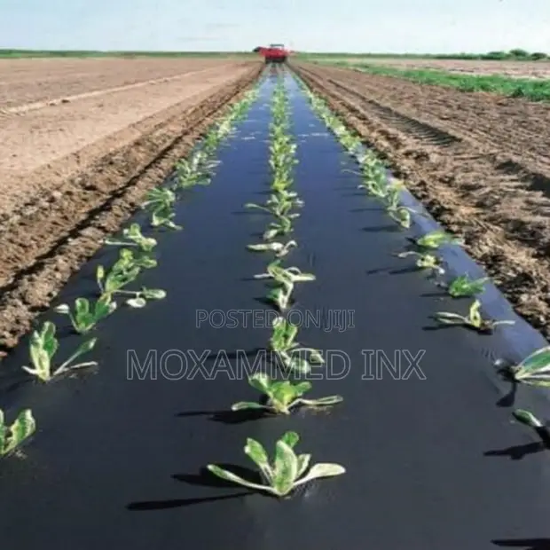 Mulch Film 60 Microns 500m x 1.6m - 1