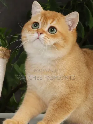 Male Purebred British Shorthair Kitten (1-3 Months)