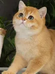 Male Purebred British Shorthair Kitten (1-3 Months) - 1
