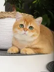 Male Purebred British Shorthair Kitten (1-3 Months) - 2