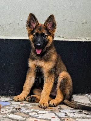 1-3 Month Male Purebred German Shepherd Puppy
