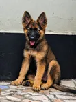 1-3 Month Male Purebred German Shepherd Puppy - 1