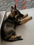 1-3 Month Male Purebred German Shepherd Puppy - 2