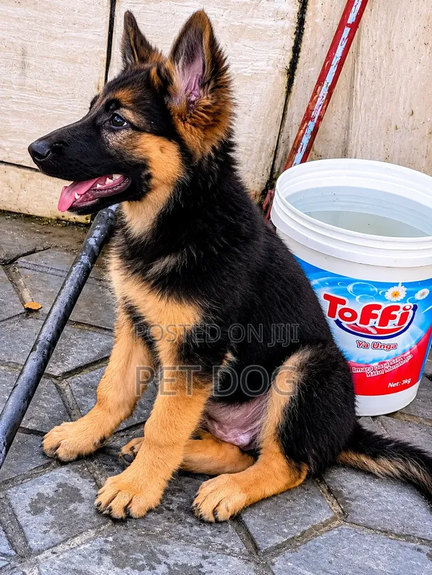3-6 Month Male Purebred German Shepherd - 1
