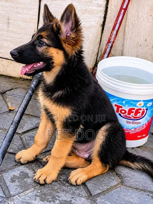 3-6 Month Male Purebred German Shepherd