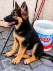 3-6 Month Male Purebred German Shepherd - 1