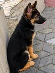 3-6 Month Male Purebred German Shepherd - 2