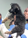 Kambuzi wa Kike wa Kijerumani wa Mwezi 1-3 - 3