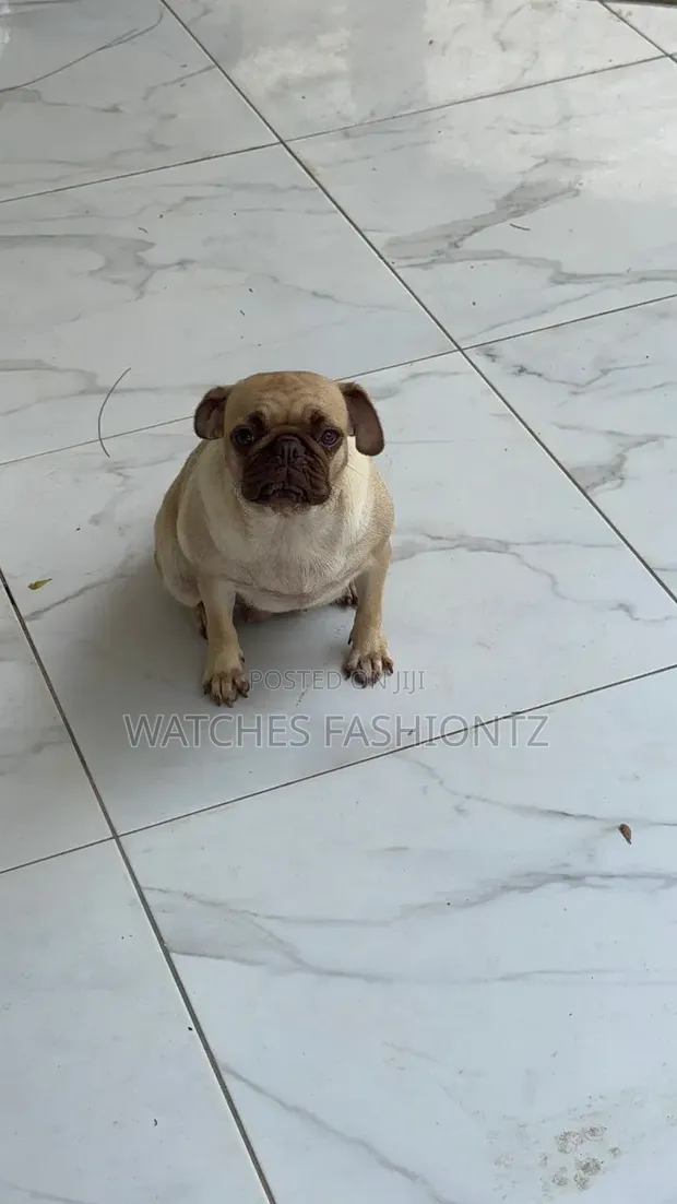 Purebred Female Pug, 1+ Year Old - 1