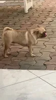 Purebred Female Pug, 1+ Year Old - 2
