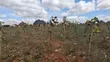 Large Plot Near UDOM, Dodoma - 1