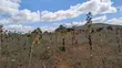 Large Plot Near UDOM, Dodoma - 2