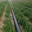Rain Hose Irrigation System - 1