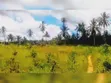 Mkuranga: Eneo la Shamba la Viwanda 11.5 Eka linauzwa - 4